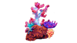 Coral Flouro 16cm-fish-The Pet Centre
