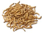 Biosupplies Live Mealworms 200pk-fish-The Pet Centre
