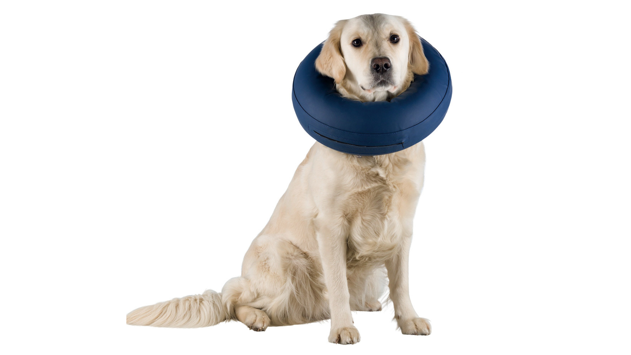 Trixie Protective Collar Inflatable S 24 31cm Dog The Pet