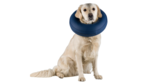 Trixie Protective Collar Inflatable M-L 45-57cm-dog-The Pet Centre