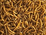 Topflite Dried Mealworms 500g-fish-The Pet Centre