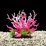 AquaWorld Plant Pink Coral Tree 15cm