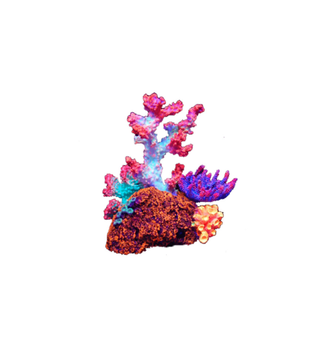 Coral Flouro 16cm