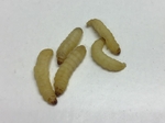 Biosupplies Wax Moth Larvae 50pk-fish-The Pet Centre
