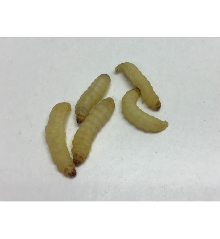 Biosupplies Wax Moth Larvae 50pk