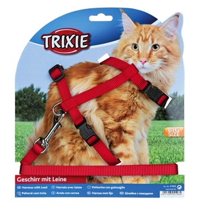 cat collar and lead