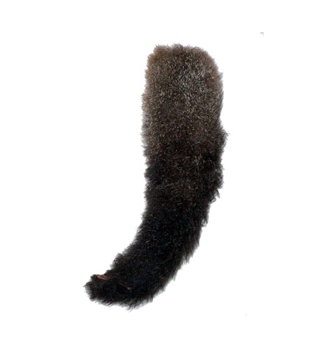 Possum Tail