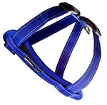 ED Harness CP M Blue   -H09MB-dog-The Pet Centre