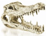 Crocodile Skull mini-fish-The Pet Centre