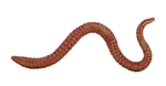 Biosupplies Earthworms 40g-fish-The Pet Centre