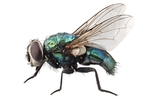 Biosupplies Live Blowflies 50pk-fish-The Pet Centre