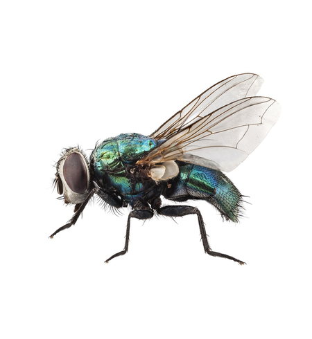 Biosupplies Live Blowflies 50pk