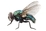 Biosupplies Live Blowflies 50pk