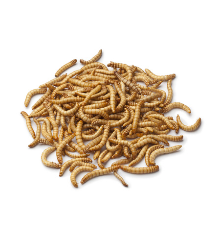 Biosupplies Live Mealworms 50pk
