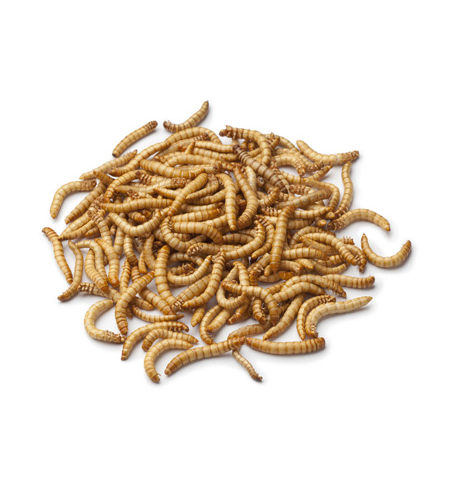 Biosupplies Live Mealworms 50pk