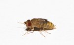 Biosupplies Live Fruit Flies Mini-fish-The Pet Centre