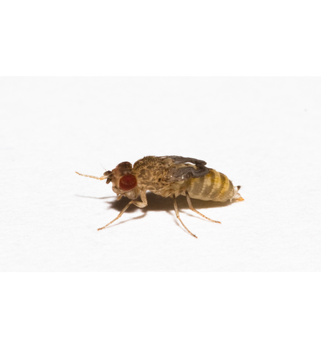 Biosupplies Live Fruit Flies Mini