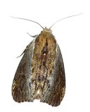 Biosupplies Wax Moths 50pk-fish-The Pet Centre