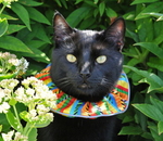 Alphapetz Predator Prevention Collar Cover-cat-The Pet Centre