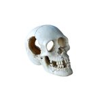 Aqua Care Ornament Skull Medium 13cm-fish-The Pet Centre