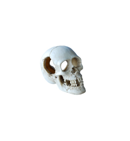 Aqua Care Ornament Skull Medium 13cm