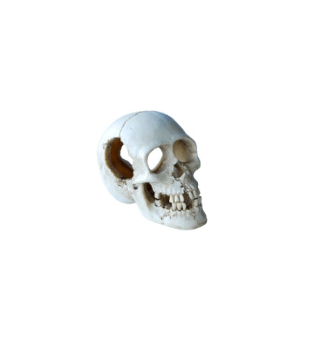 Aqua Care Ornament Skull Medium 13cm