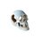 Aqua Care Ornament Skull Medium 13cm