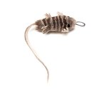 Go Cat - Lizzie the Lizard Cat Lure-cat-The Pet Centre